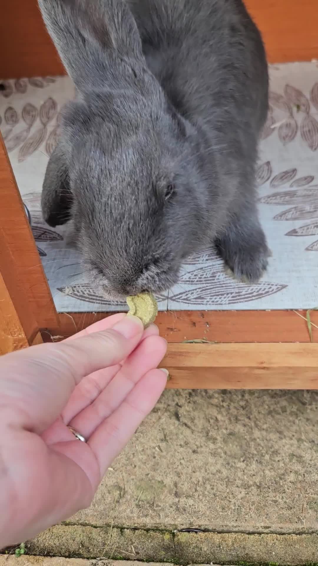 Mixed Breed rabbits for sale: Gorgeous bun needs a loving forever home - Video 1