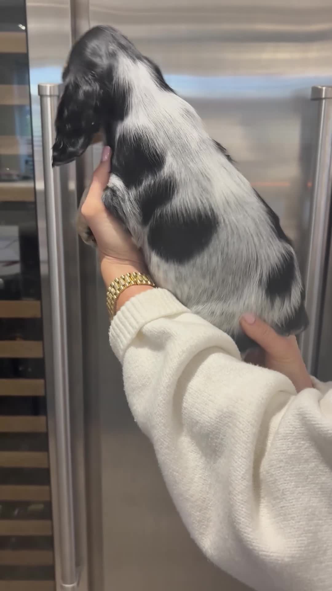 Cocker Spaniel dogs for sale: Health tested cocker spaniel puppies  - Video 3