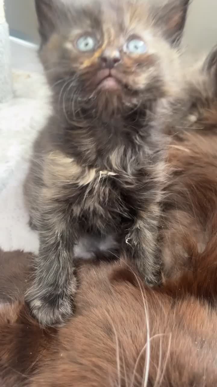 Mixed Breed cats for sale: Unreal babies  - Video 1