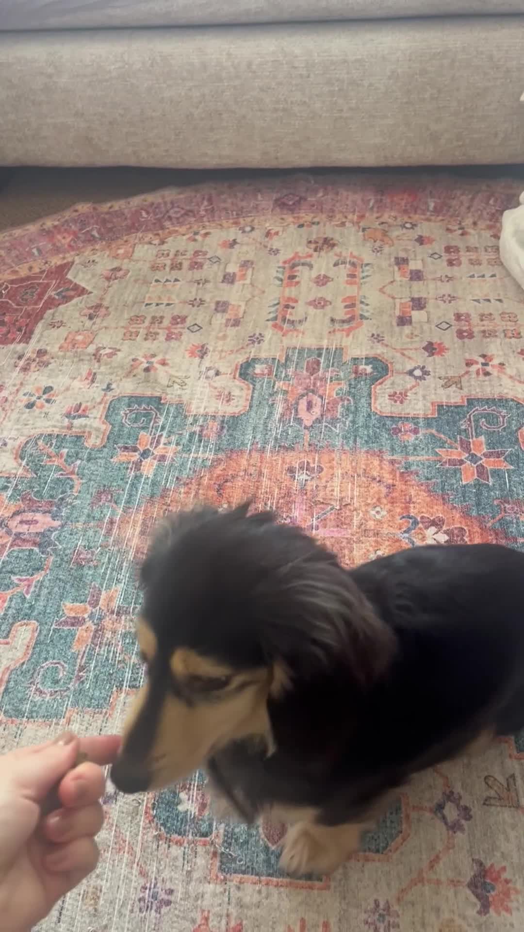 Miniature Dachshund dogs for sale: Stunning black and cream miniature dachshund - Video 1