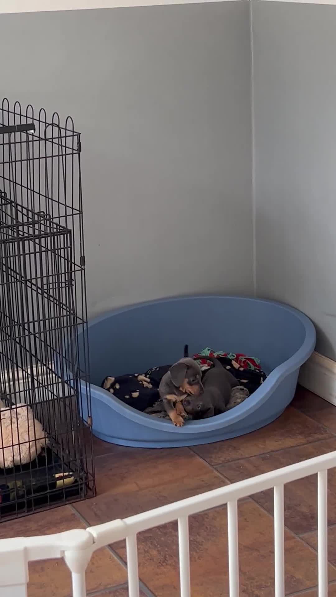 Miniature Dachshund dogs for sale: Adorable Blue and Tan puppies  - Video 1
