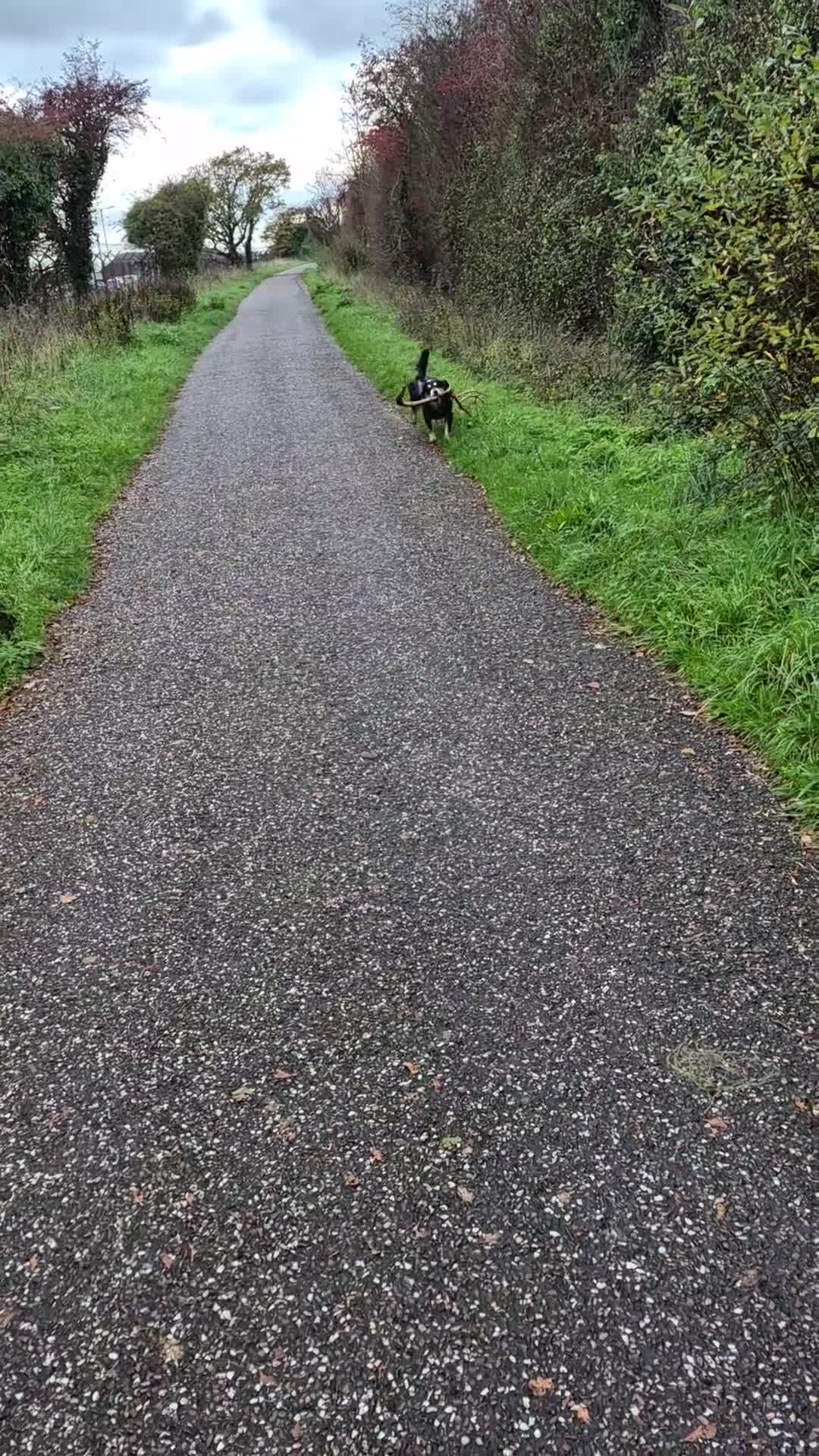 Mixed Breed dogs for stud: Collie x spaniel for STUD. - Video 1