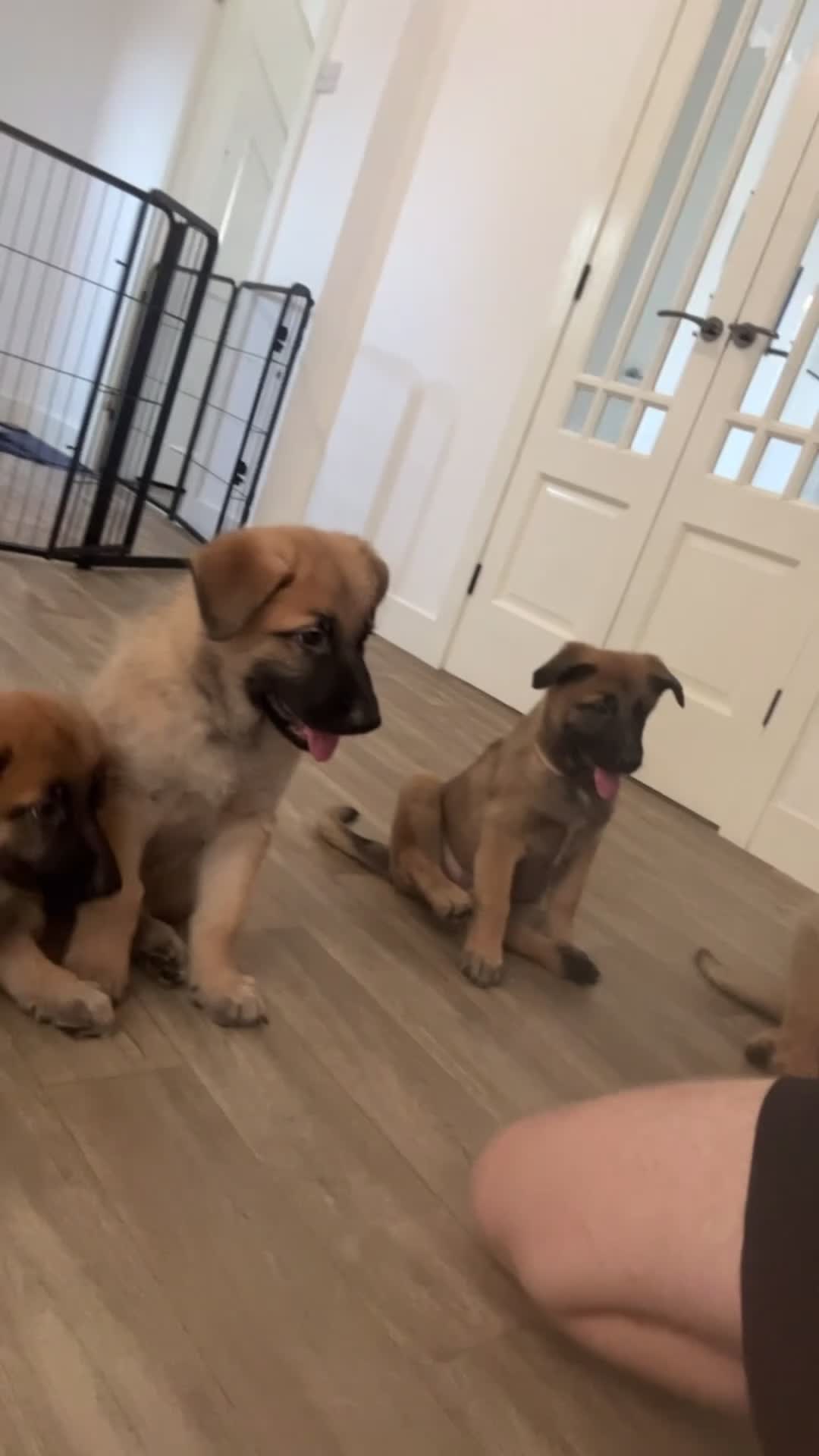 Mixed Breed dogs for sale: Malinois x GSD Puppies ONLY 2 Males Ready To Leave - Video 3