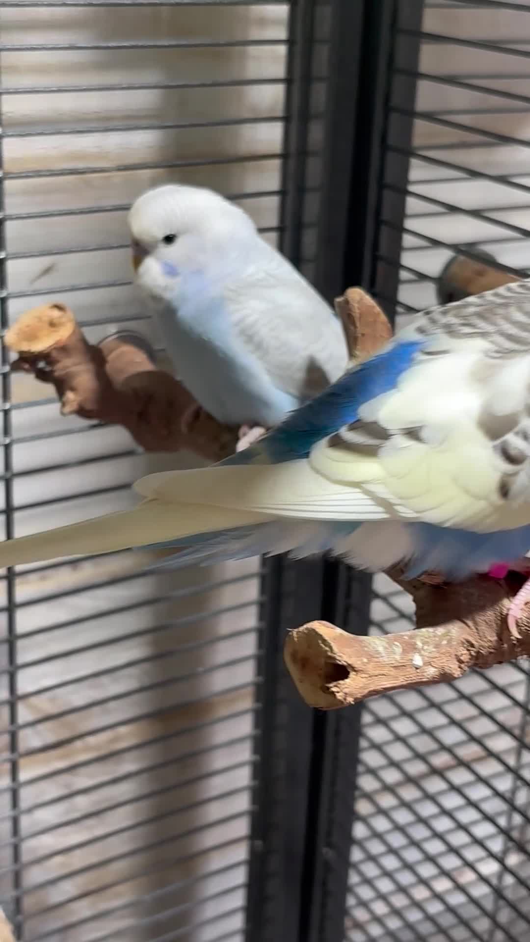 Budgerigars birds for sale: Young budgies for sale - Video 1