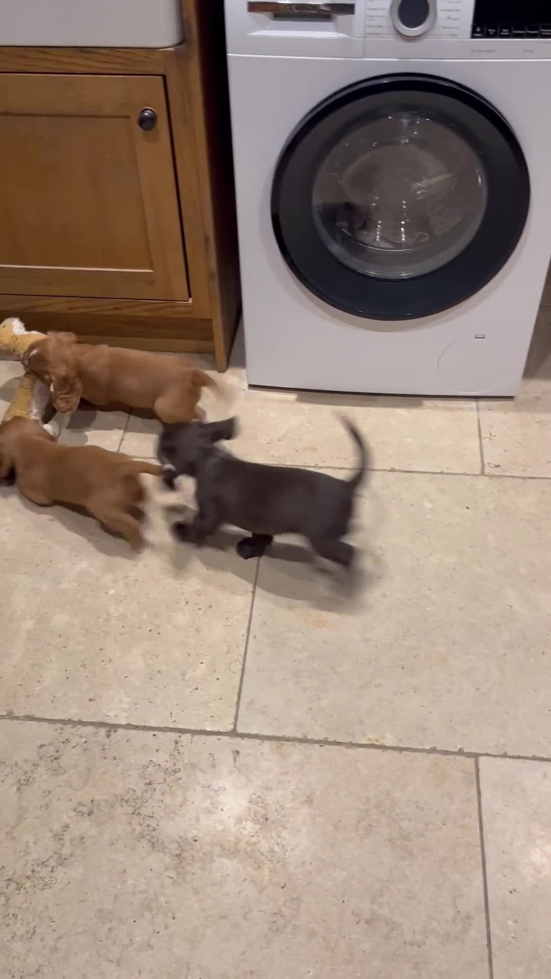 Cocker Spaniel dogs for sale: Beautiful KC registered Cocker Spaniel puppies - Video 4