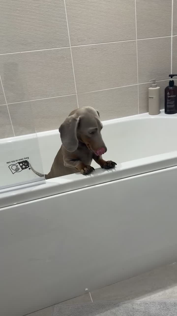 Miniature Dachshund dogs for stud: Miniature dachshund stud  - Video 1