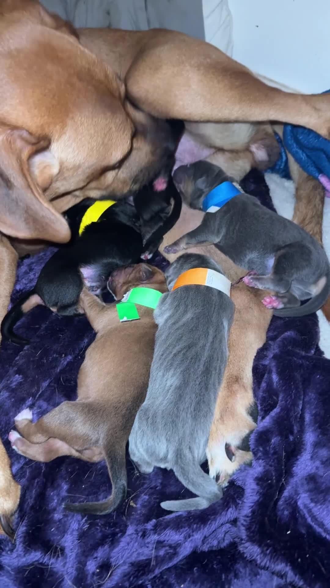 Mixed Breed birds for sale: German shepherd x cane corso pups!  - Video 1