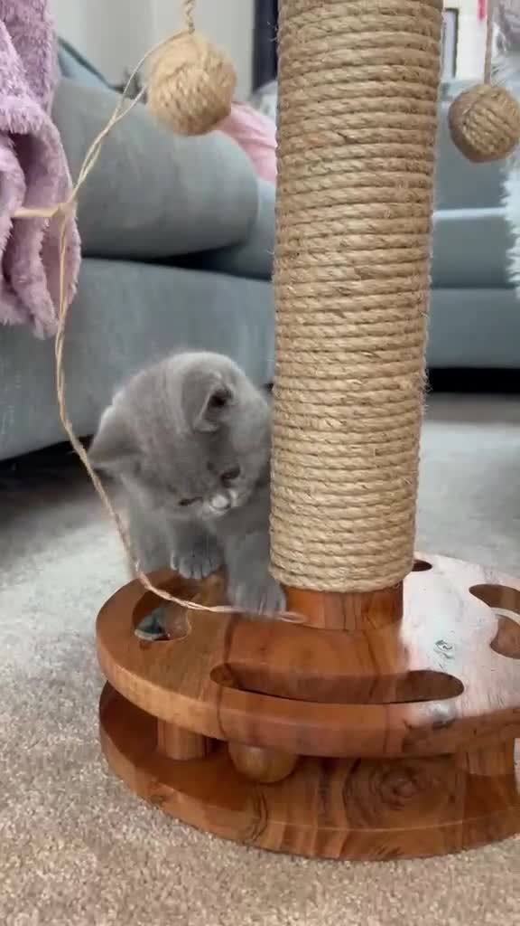 British Shorthair cats for sale: Beautiful British shorthair for sale £1000 - Video 1