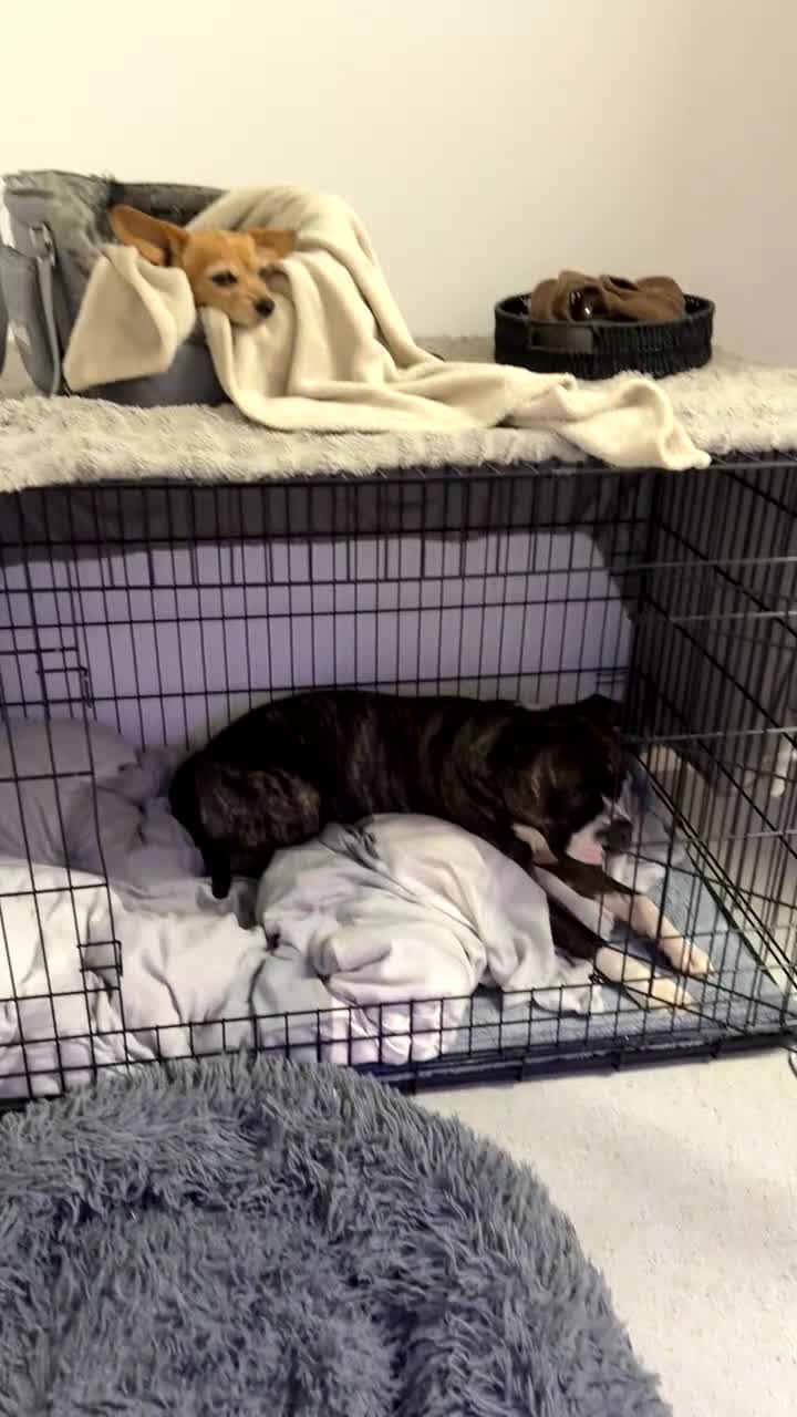 Staffordshire Bull Terrier dogs for sale: Eddie is 3 in Dec he is a gorgeous boy - Video 1