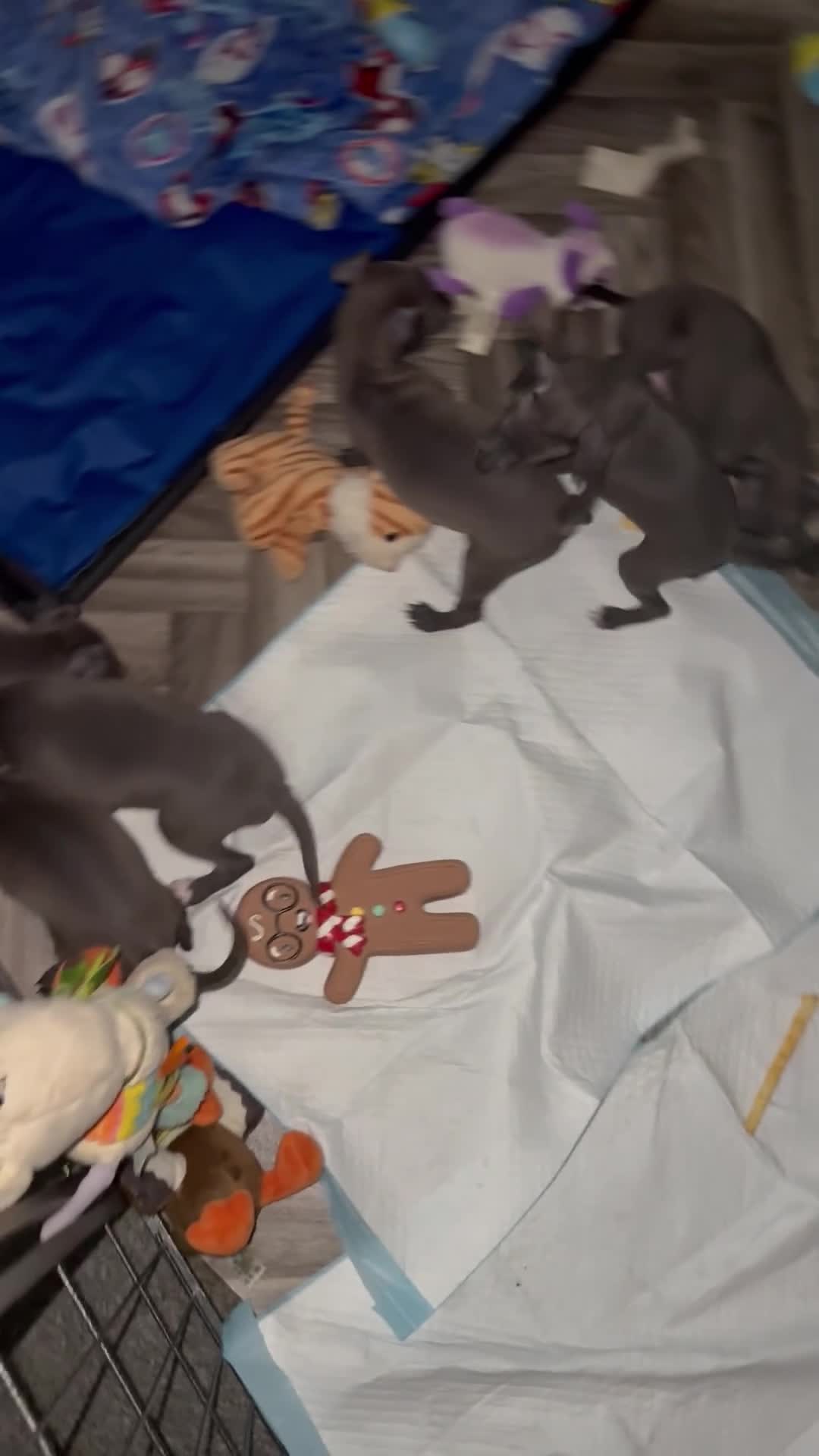 Italian Greyhound dogs for sale: LASTONE Stunning KC Italian Greyhound Puppies  - Video 1