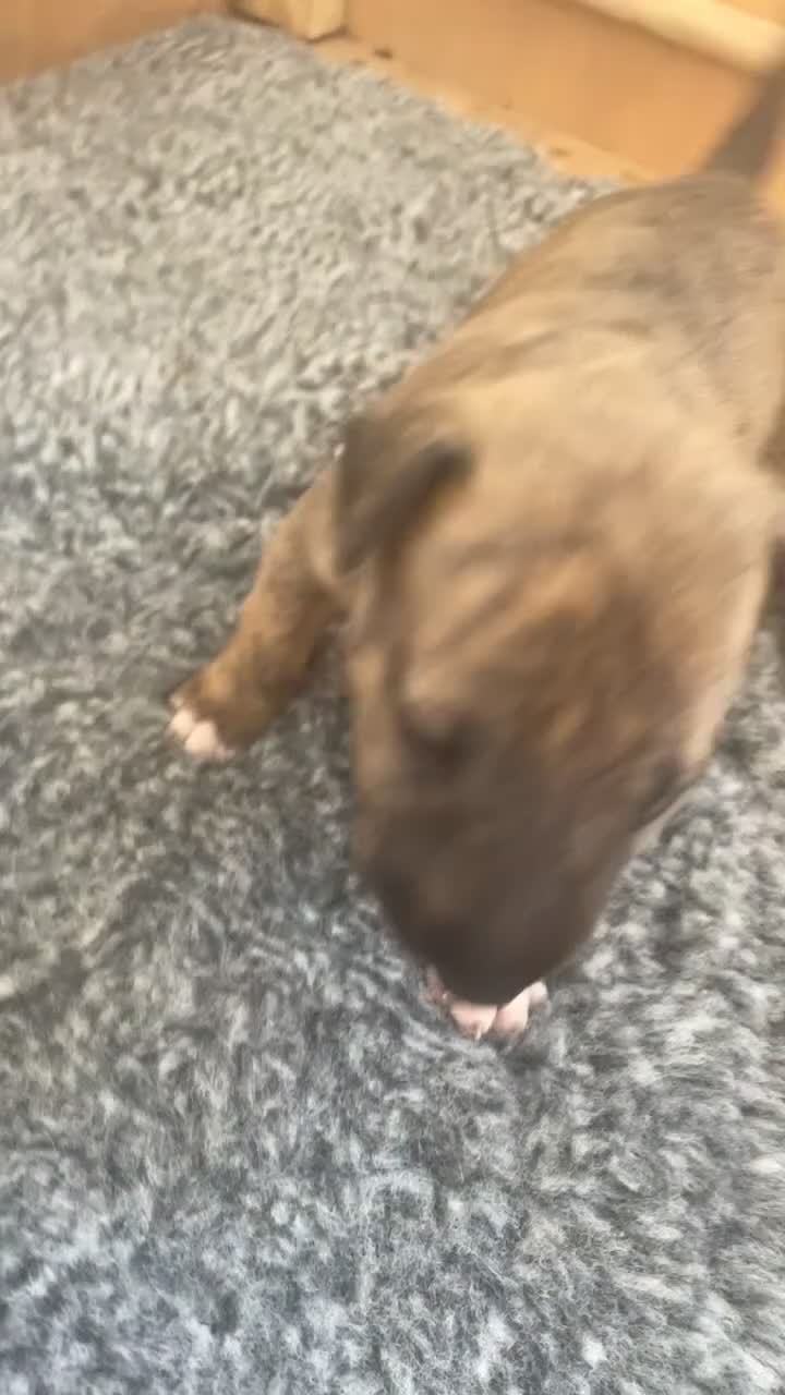 English Bull Terrier dogs for sale: *One Left* KC Reg English Bull Terrier Pups  - Video 1