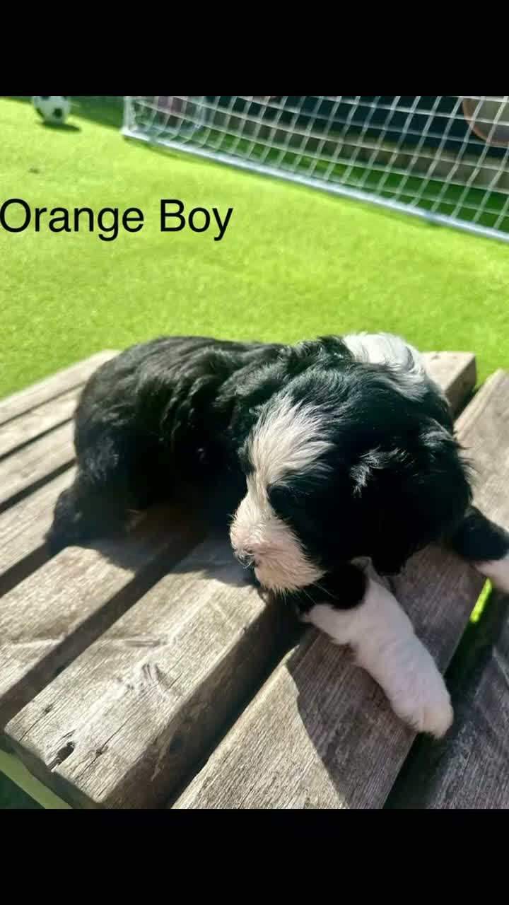 Sheepadoodle dogs for sale: Beautiful Black & White Sheepadoodles - Video 4