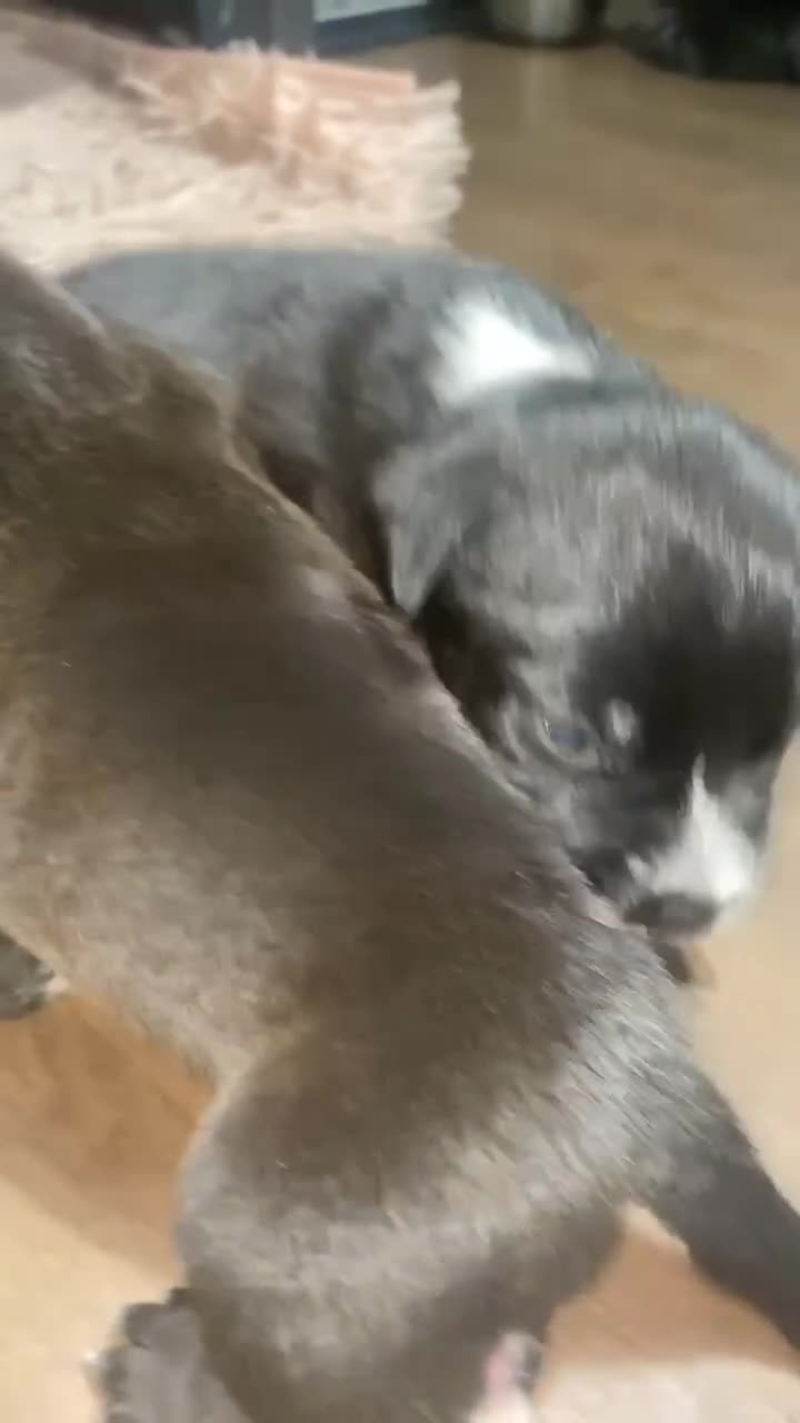 Mixed Breed dogs for sale: Bully cross terrier - Video 2