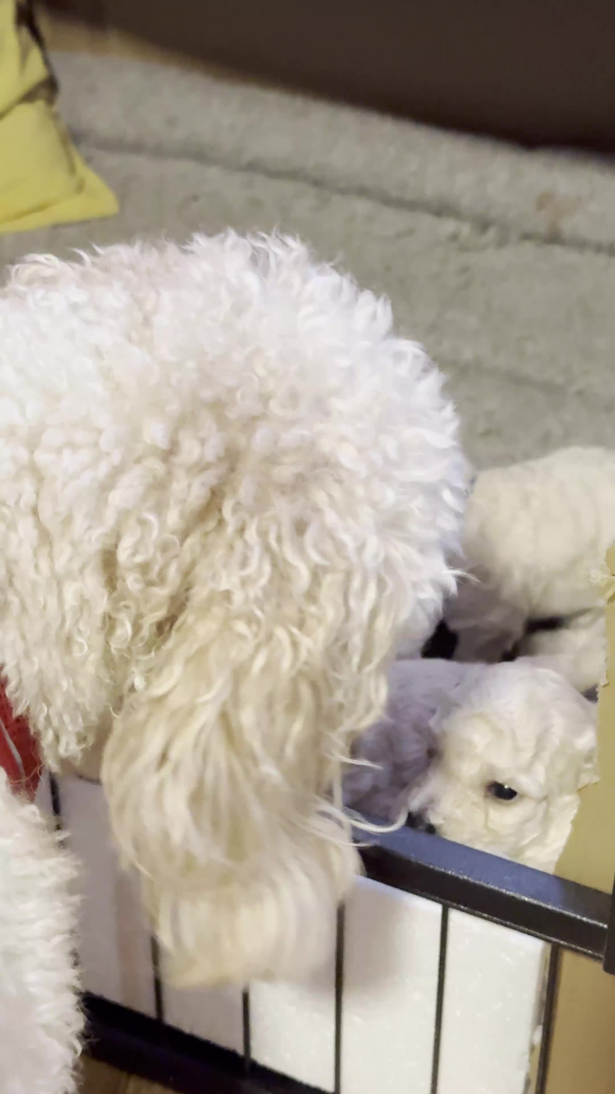 Mixed Breed dogs for sale: Adorable Bichon × Cockapoo Puppies - Only 3 Left! - Video 1