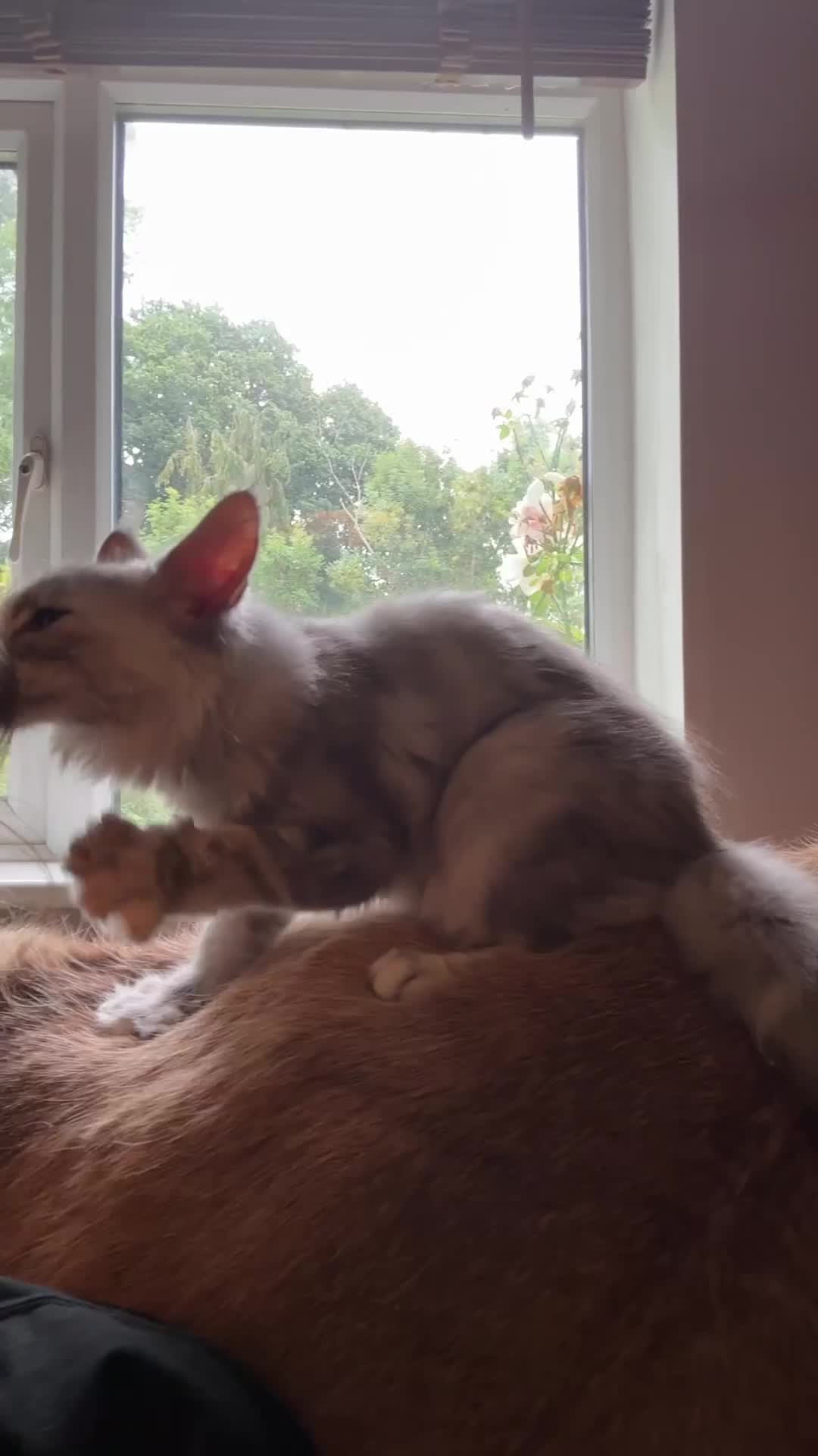 Maine Coon cats for sale: Maine coon kittens  - Video 1