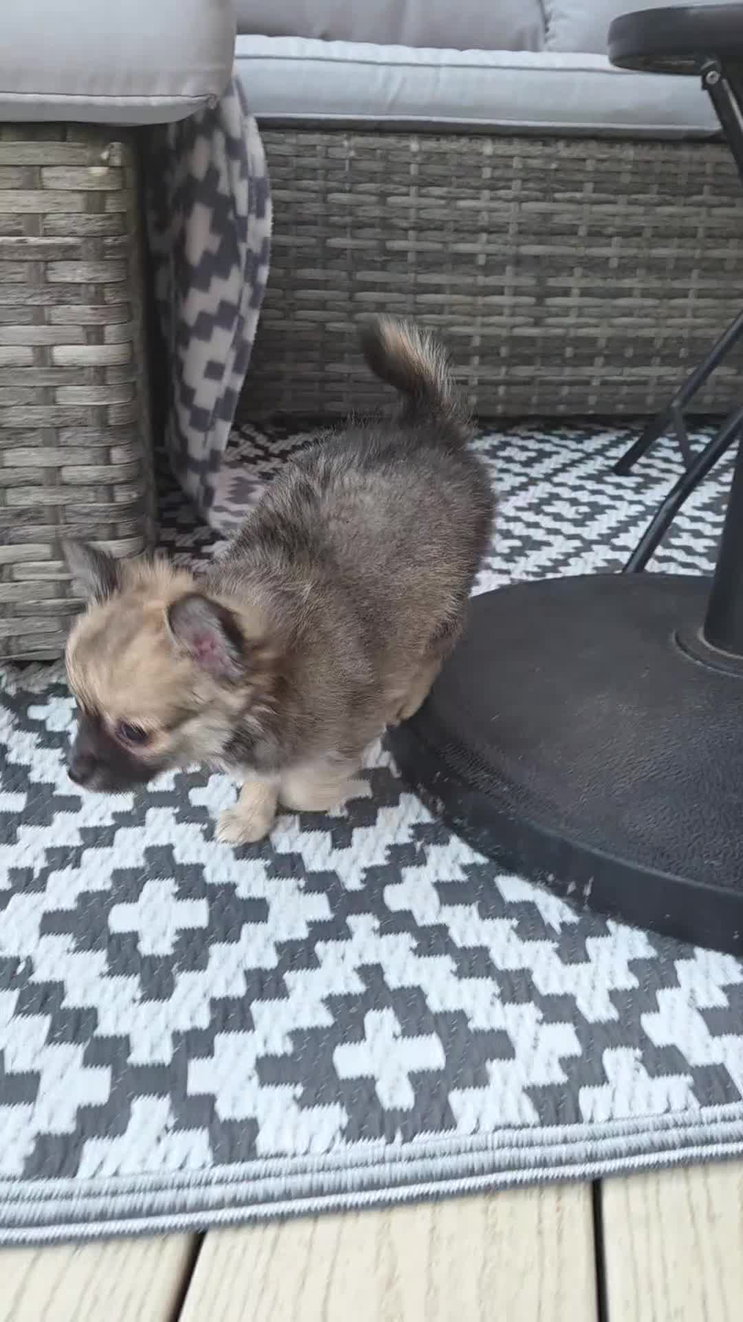 Chihuahua dogs for sale: Three Amigos - Longhaired Chihuahua Male Pups  - Video 3