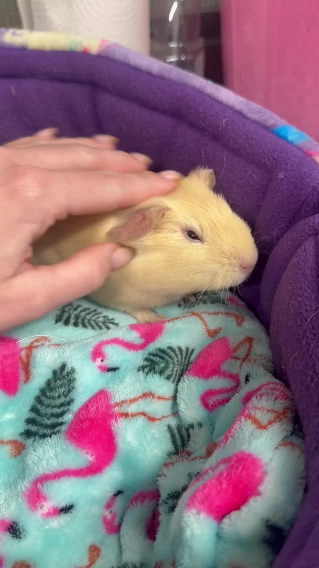 Guinea Pig rodents for sale: Super sweet purebred baby guinea pigs  - Video 3