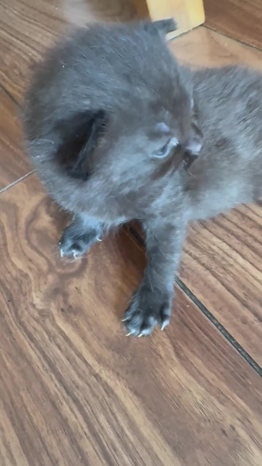 British Shorthair cats for sale: British Shorthair chocolate/grey colours  - Video 3