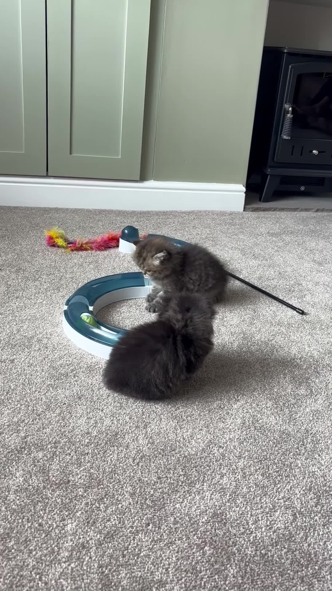 Persian cats for sale: Stunning fluffy purebred Persian kittens   - Video 2