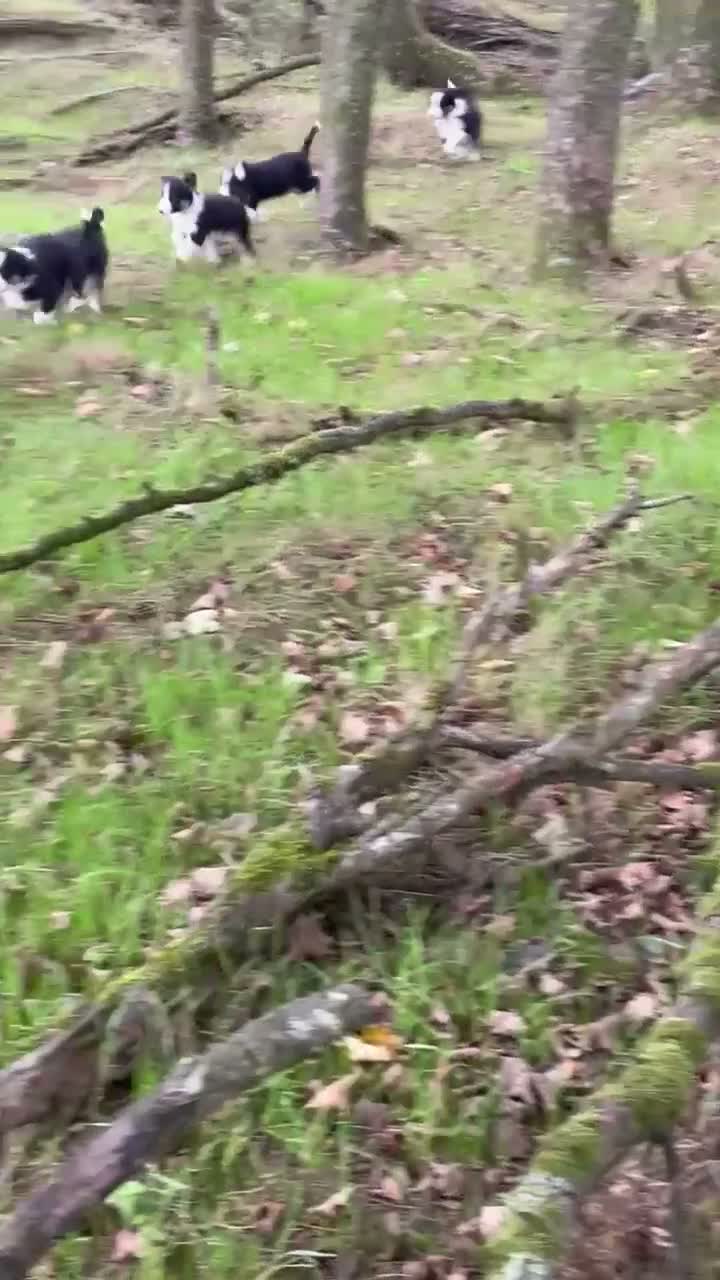 Border Collie dogs for sale: Farm bred border collie puppies - Video 2