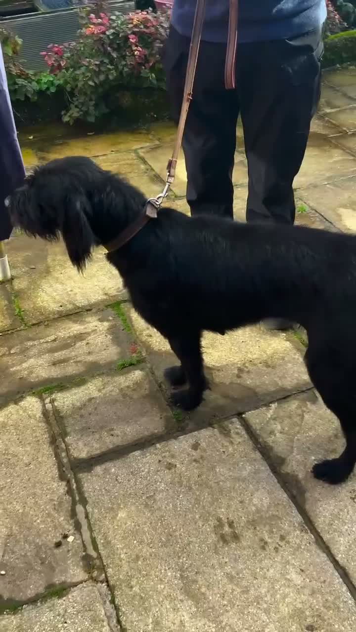 German Wirehaired Pointer dogs for sale: Rough Haired Working Dog - Video 1