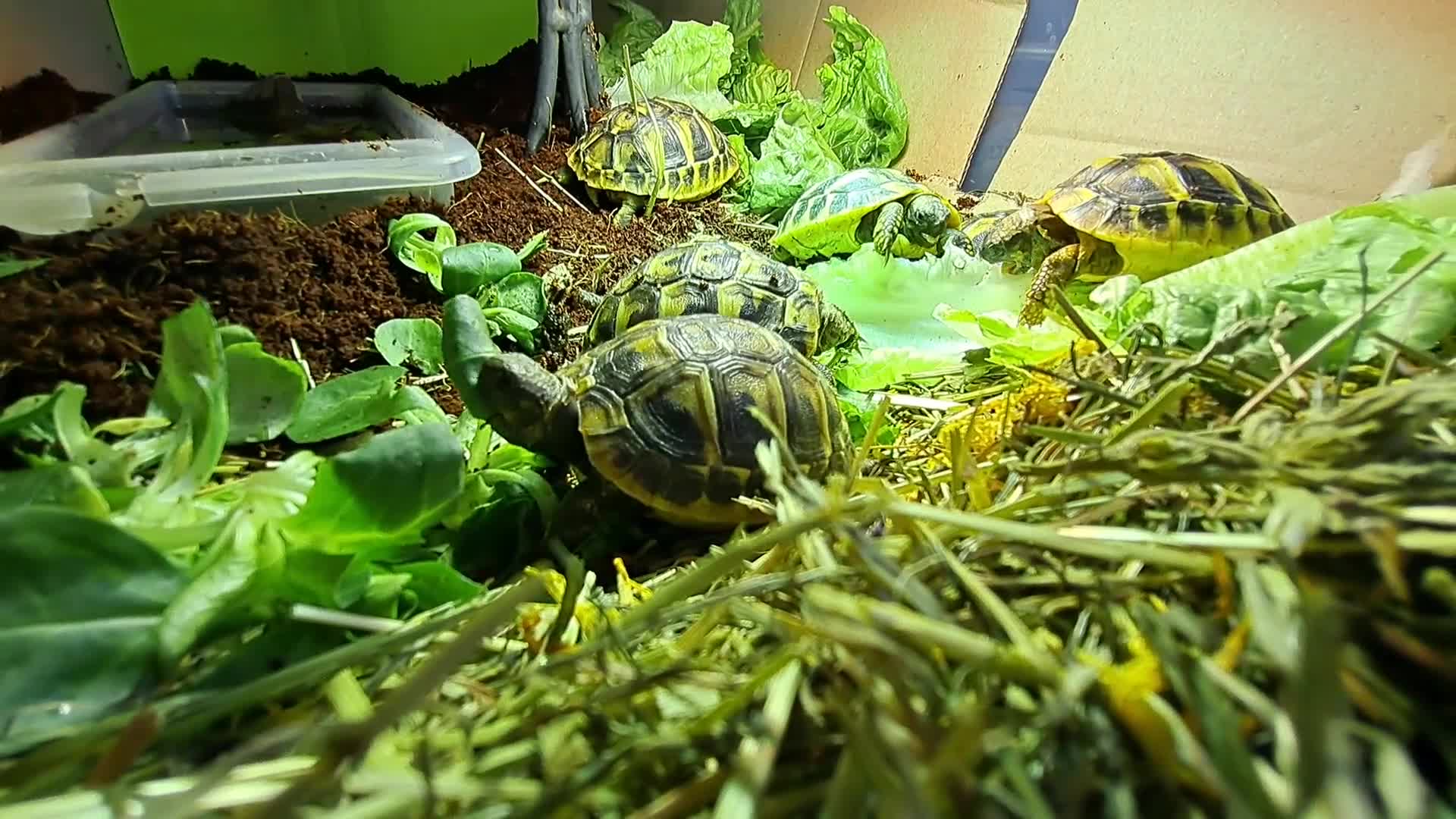 Hermann Tortoise reptiles for sale: Hatchling Hermann Tortoises - Video 1