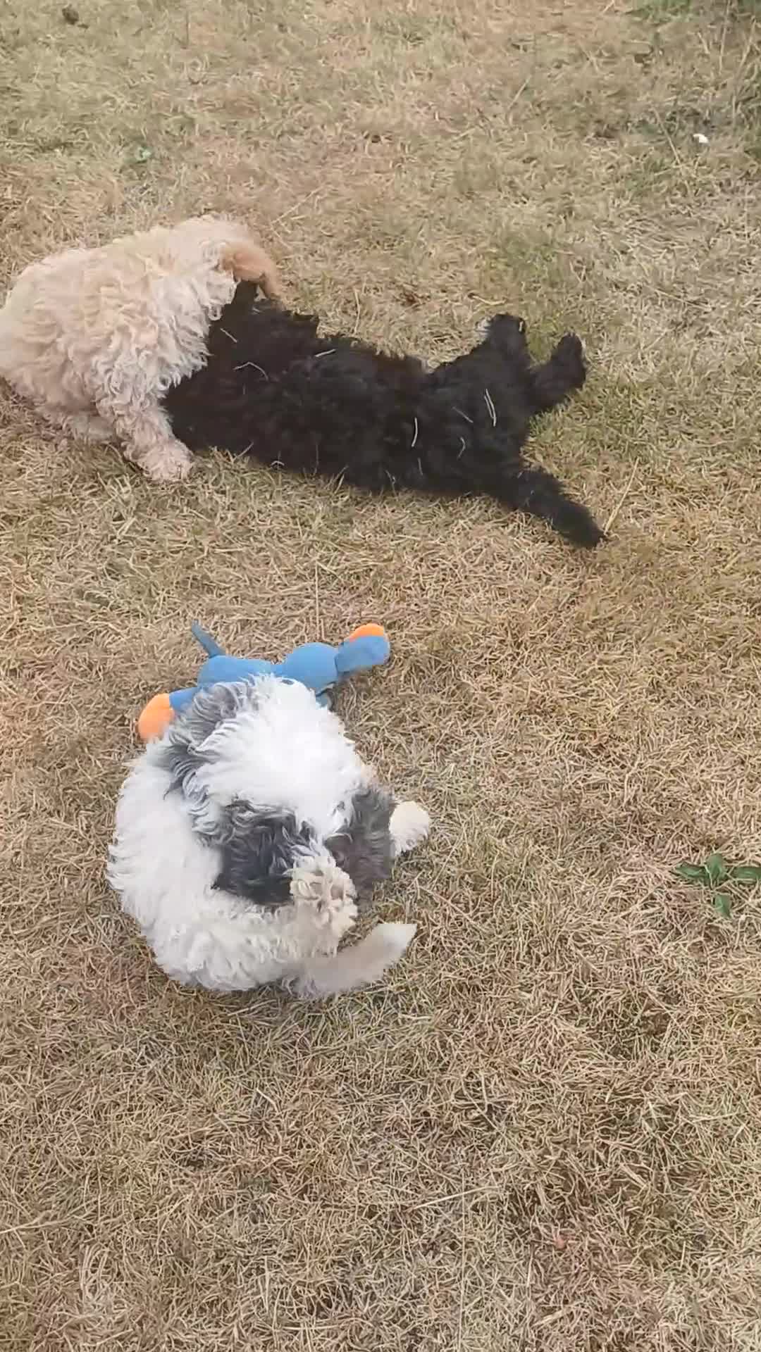 Cavapoo dogs for sale: Gorgeous cavapoo - only a 1 left - Video 1