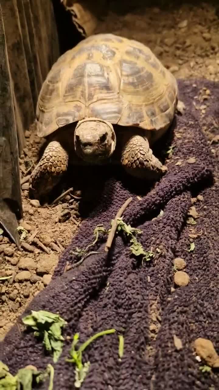 Tortoise reptiles for sale: Horsfield tortoise  - Video 2