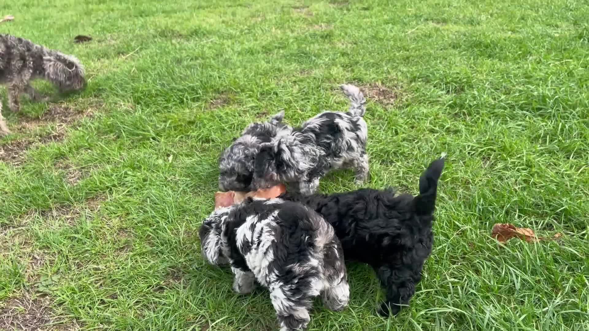 Jackapoo dogs for sale: Jackapoo  - Video 2