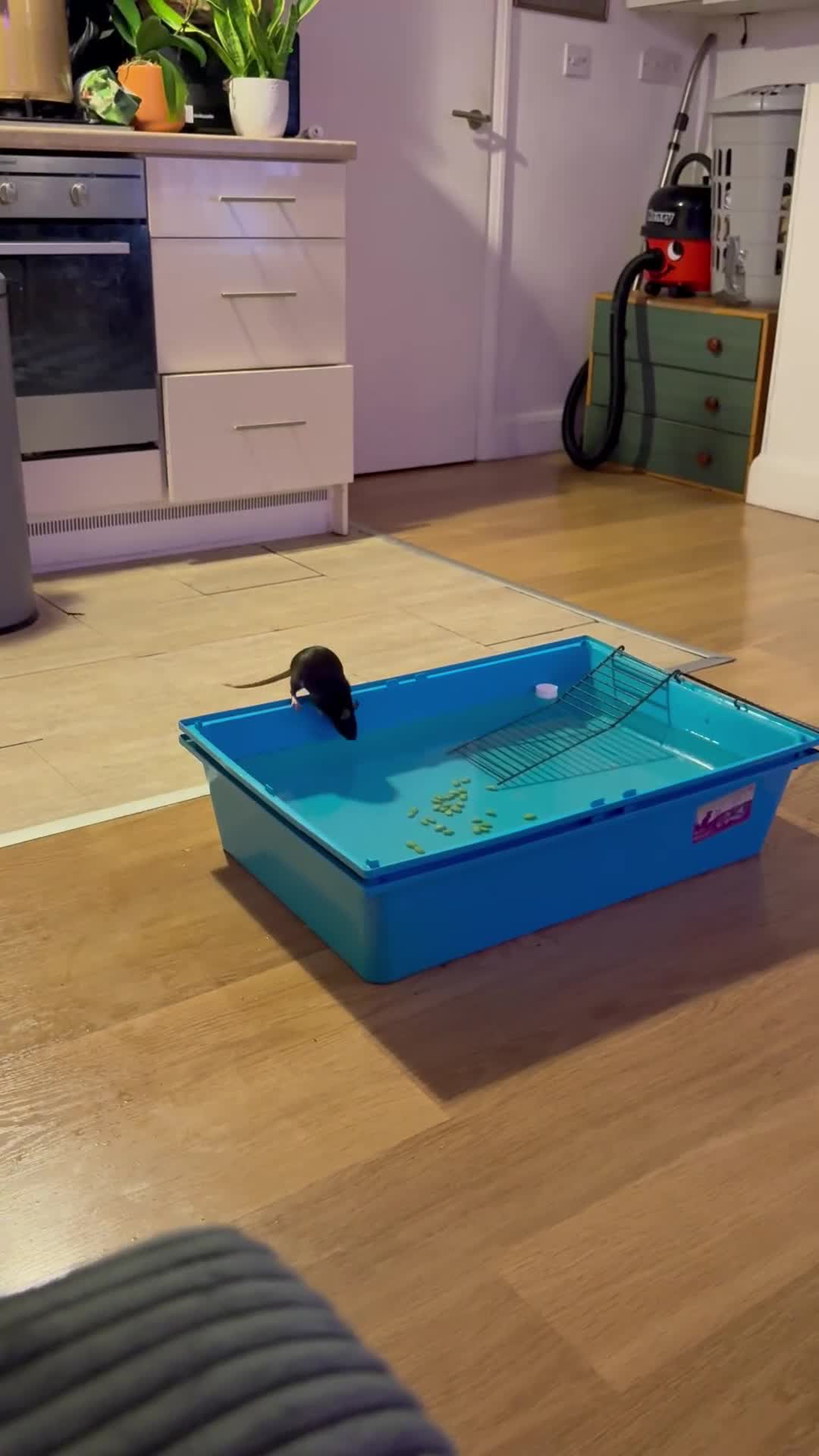 Rat rodents for sale: Mother & Daughter Rat for Rehoming - Video 1