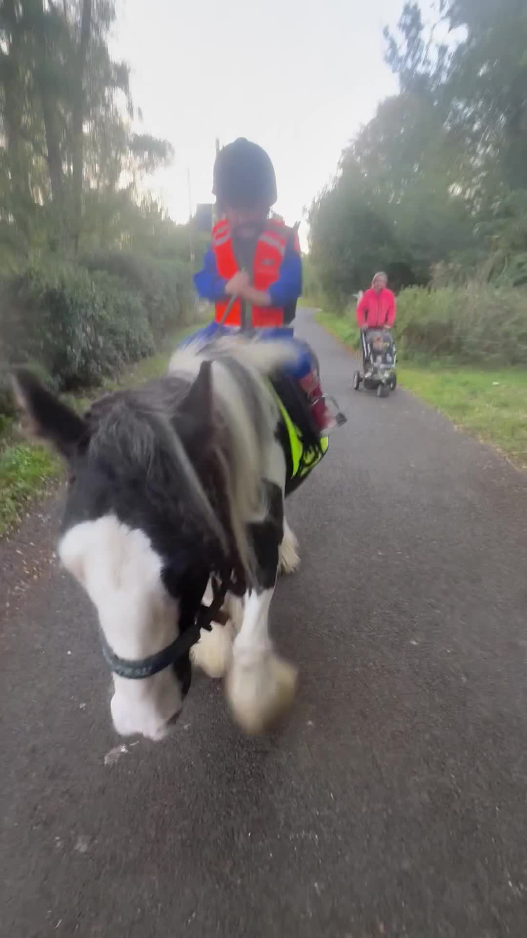 Irish Cob horses for sale: Kids pony in Stowmarket - Video 1