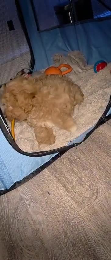 Mixed Breed dogs for sale: Lovely Cotton noodle male - Video 1