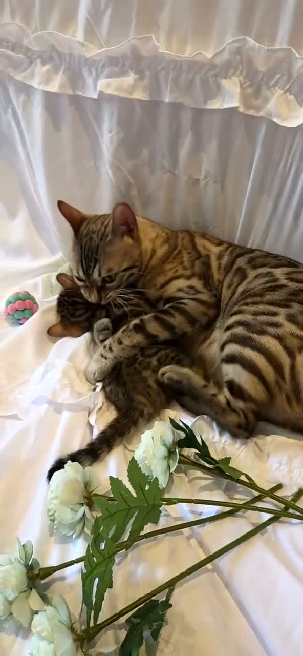 Bengal cats for sale: Stunning Bengal Kittens – Reservations Now Open🐆 - Video 2