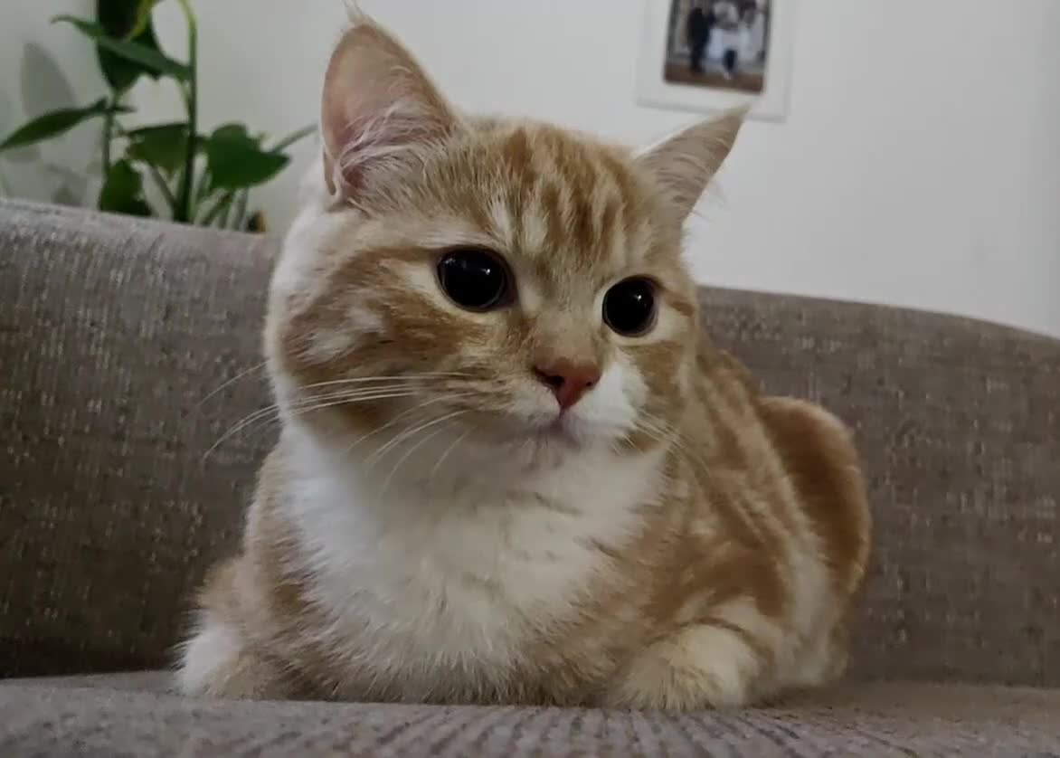 Mixed Breed cats for sale: Indoor, Half Persian Cat – Ideal for a Quiet Home - Video 2