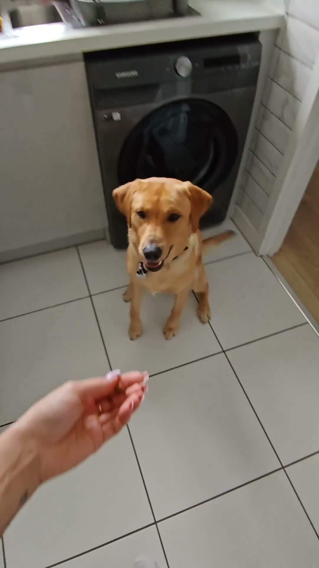Labrador Retriever dogs for stud: Handsome Stud Boy Max🩵🩵 in Ashbourne - Video 1