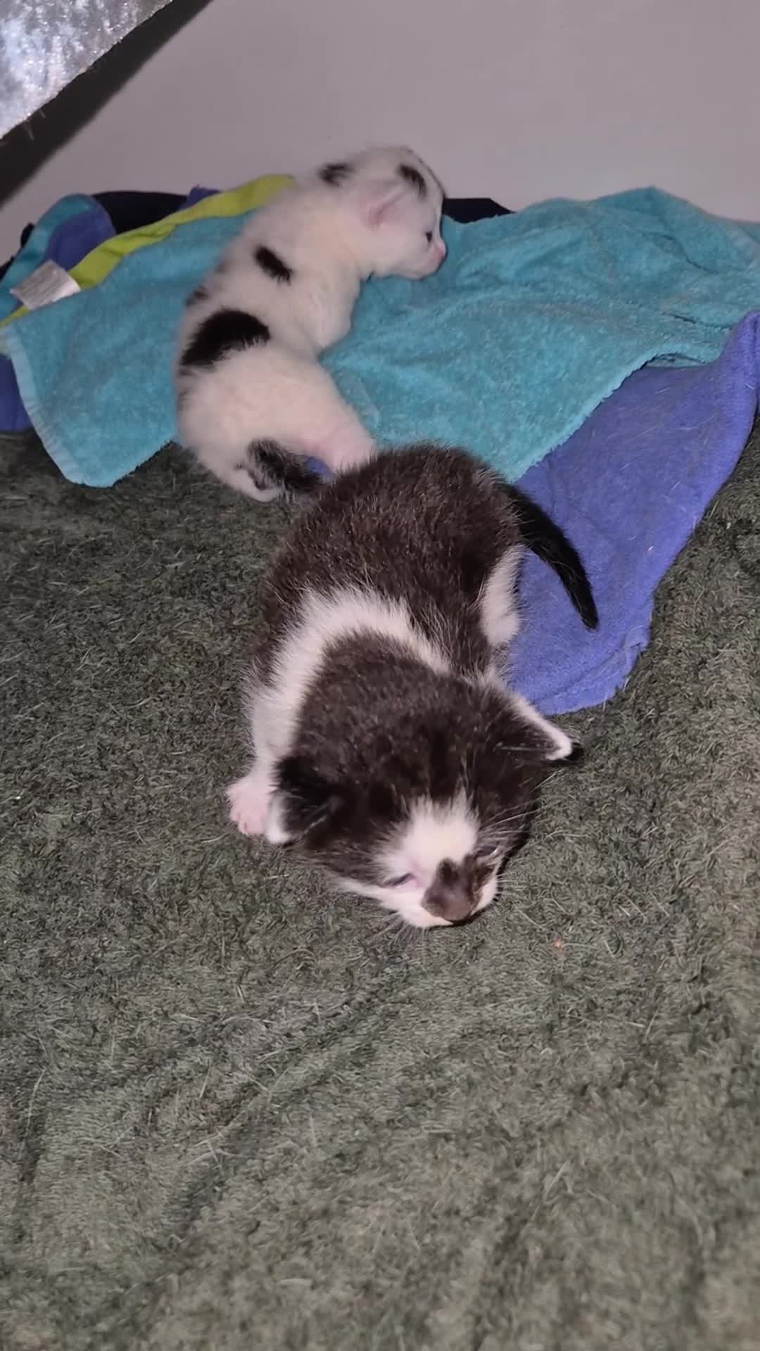 Mixed Breed cats for sale: Black and white kittens. - Video 1
