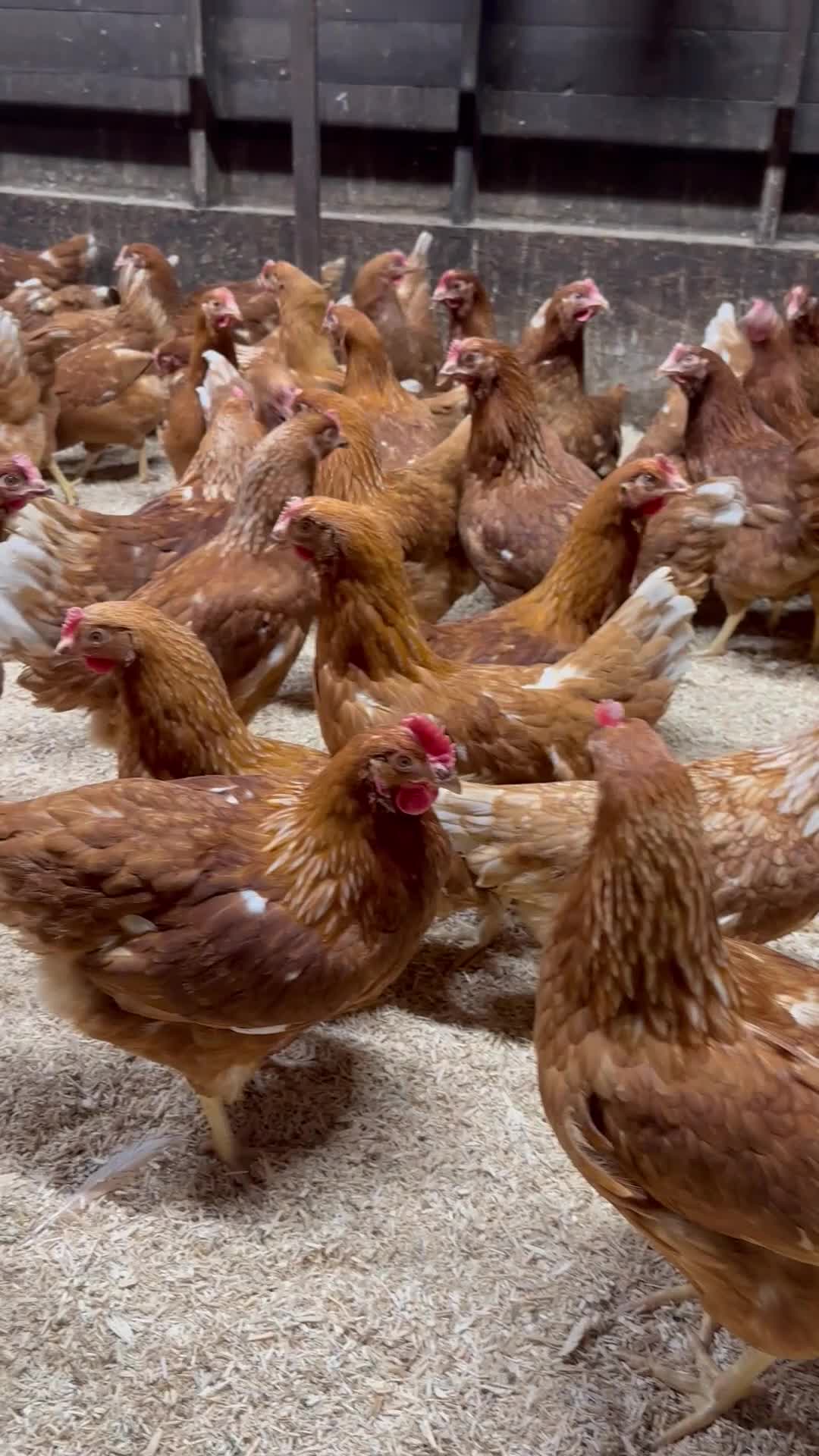 Chickens poultry for sale: Warren Brown Hens just starting to lay  - Video 1