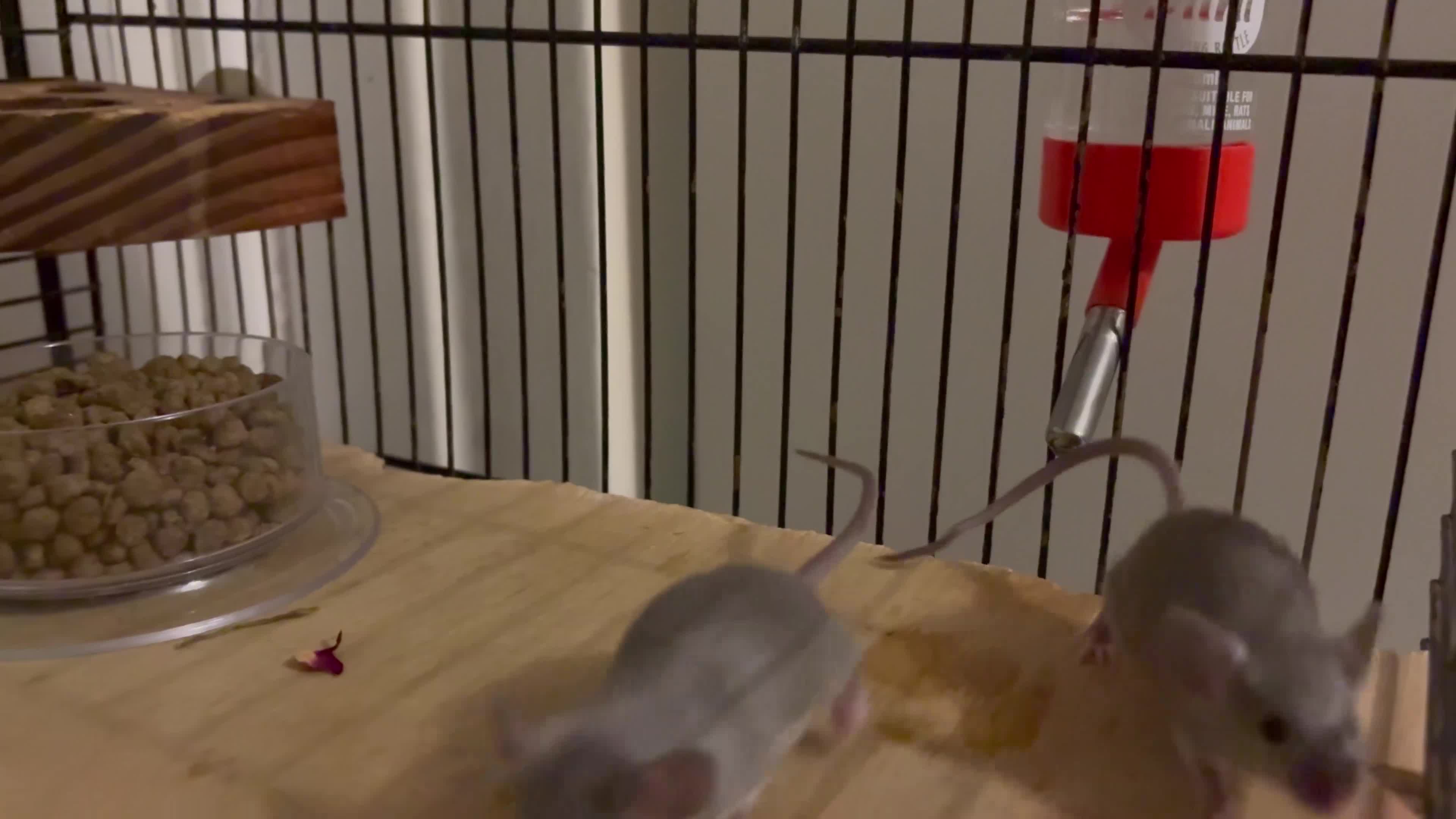 Mouse rodents for sale: Friendly mice looking for a new home in Milton Keynes - Video 2