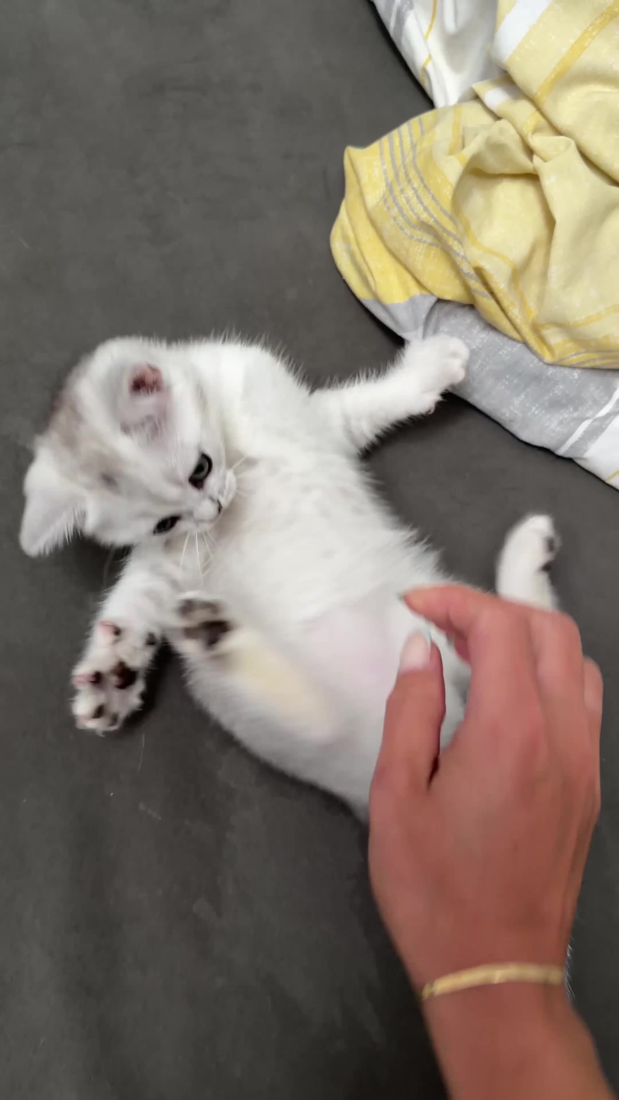 British Shorthair cats for sale: British Shorthair Silver Shaded - Video 1