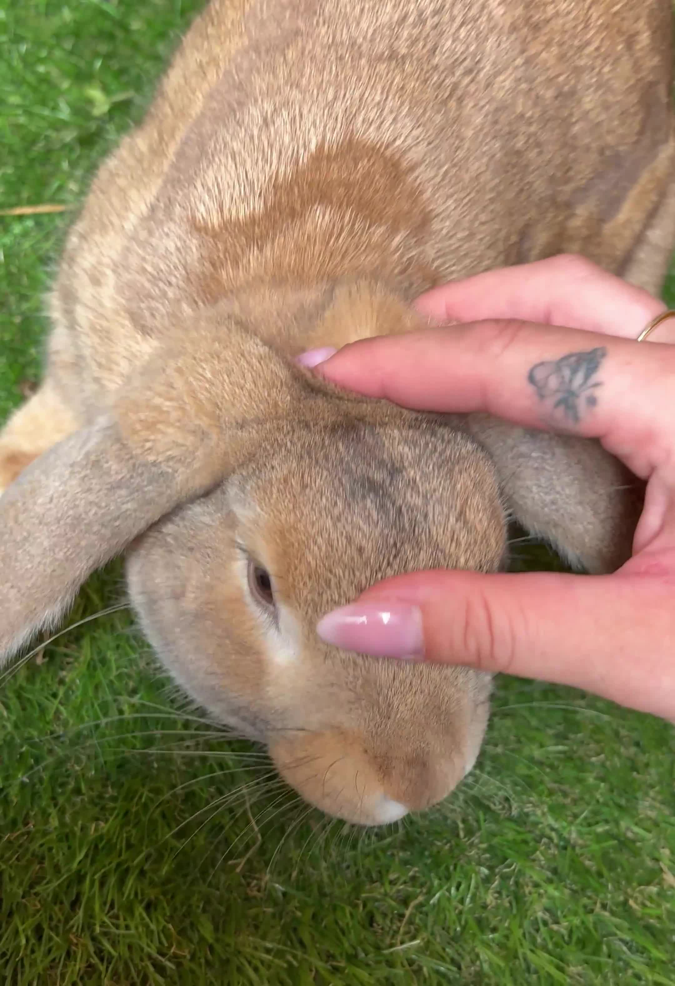 Mini Lop rabbits for sale: Neutered and vaccinated male rabbit - Video 1