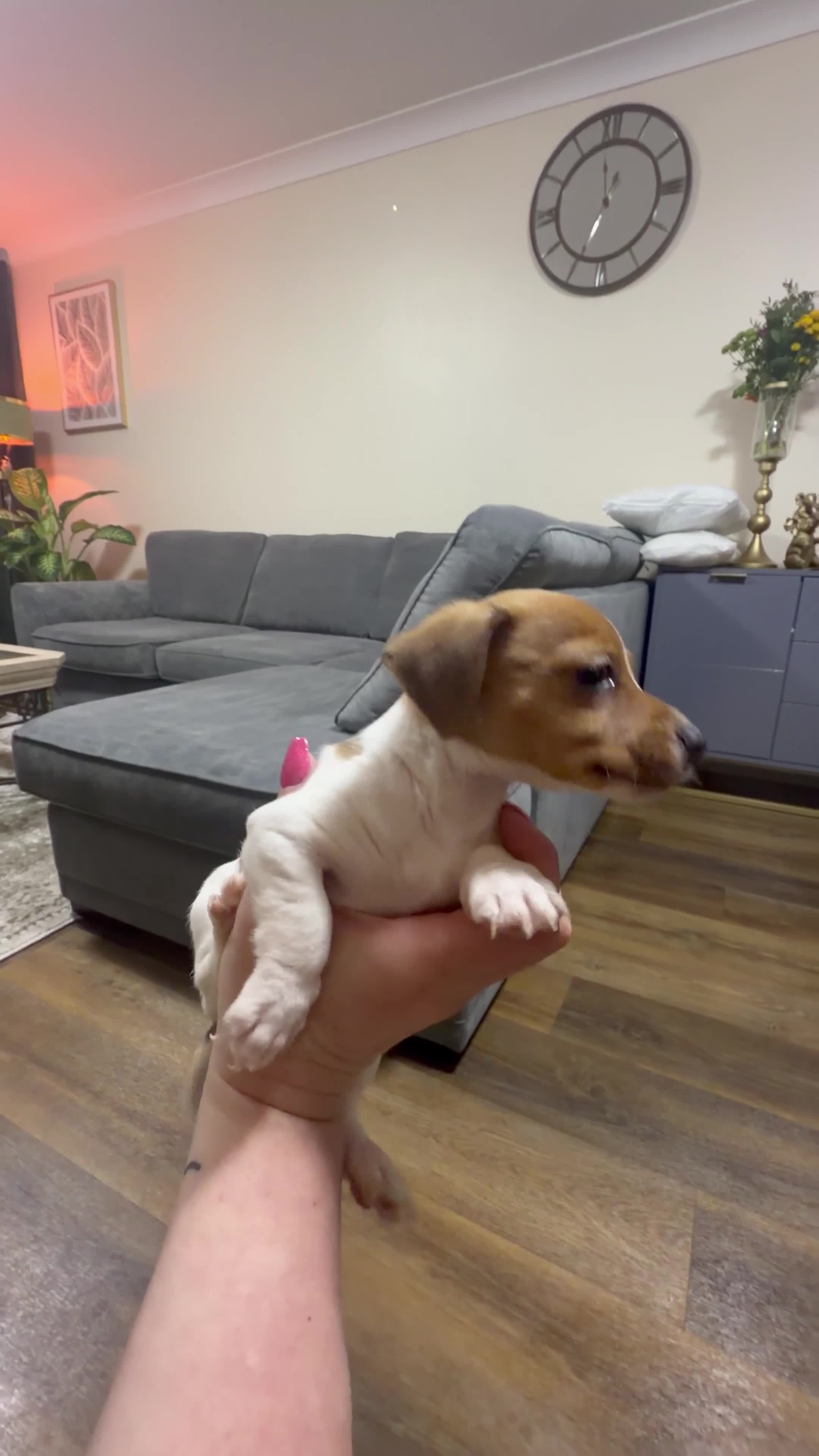 Jack Russell dogs for sale: Jack Russell - Video 3