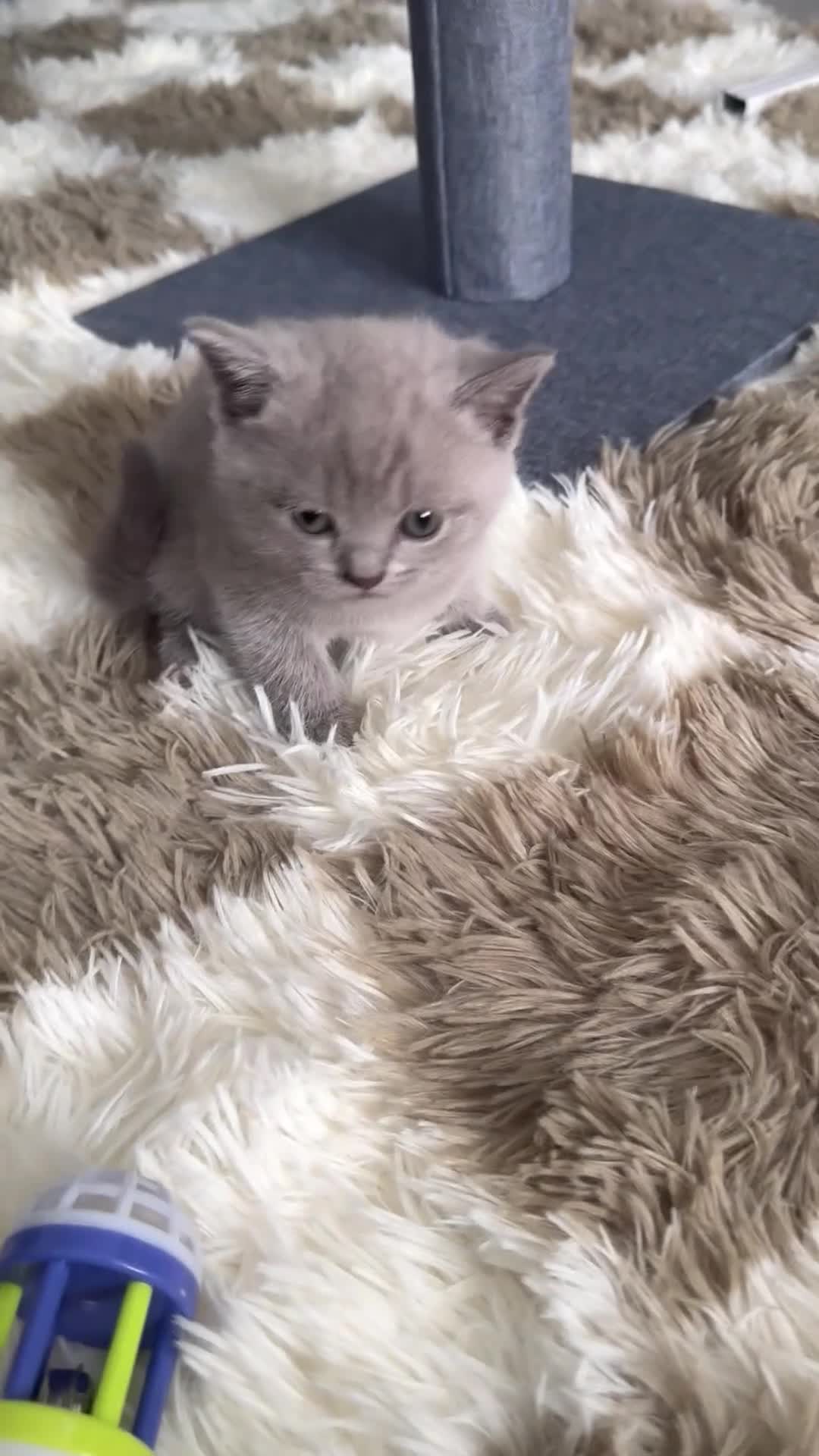 British Shorthair cats for sale: **last kitten left** British shorthair kittens  - Video 4