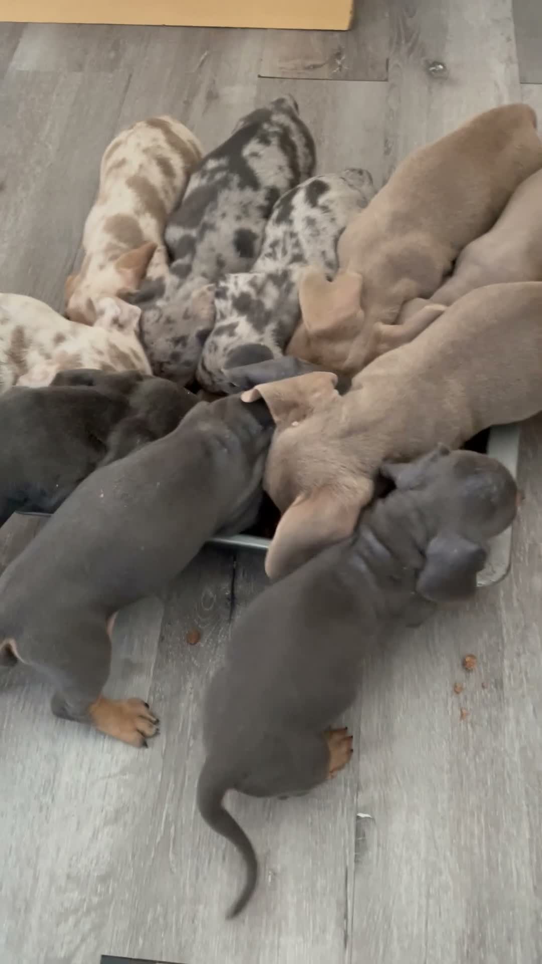 Dachshund dogs for sale: Gorgeous dachshund puppies deposit secure  - Video 1