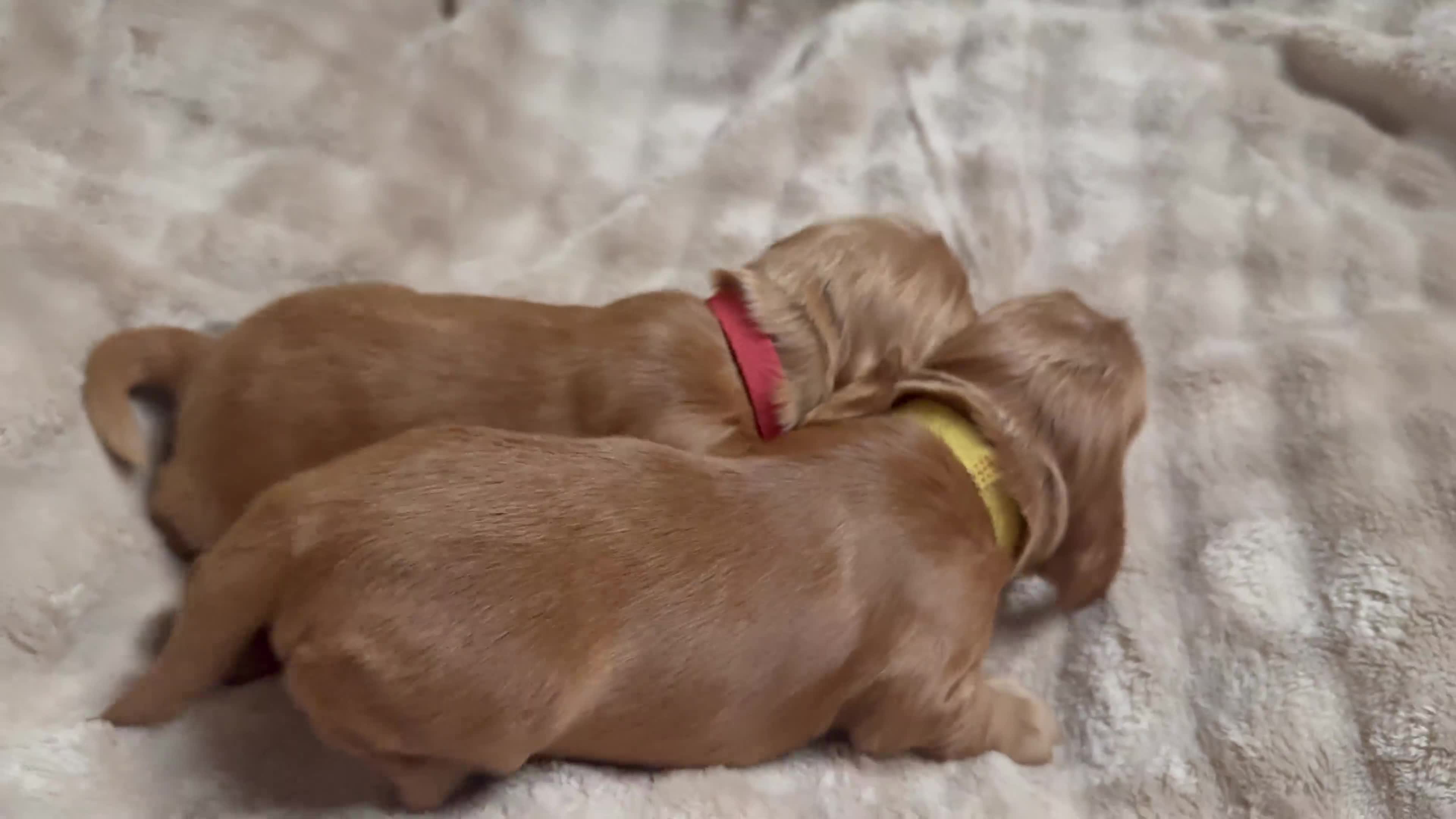 Cocker Spaniel dogs for sale: KC registered golden show cocker spaniel puppies - Video 1