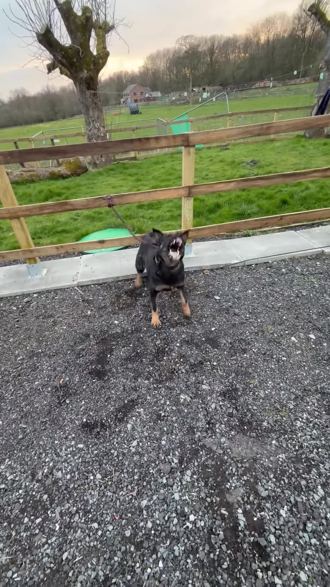 German Shepherd dogs for sale: Pick of Litter "Zeus" – DDR Working Line GSD - Video 2