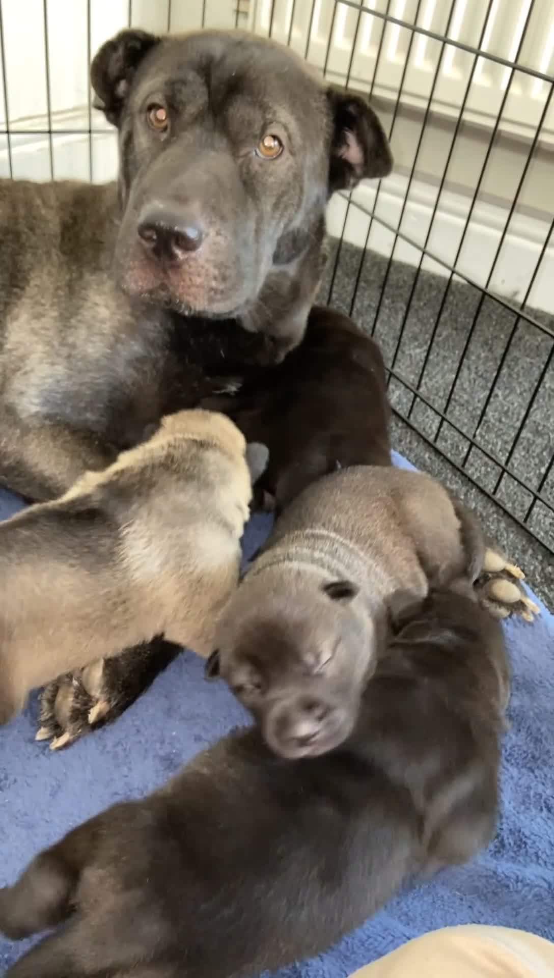 Mixed Breed dogs for sale: ⭐️Stunning Shar pei pups⭐️ - Video 3