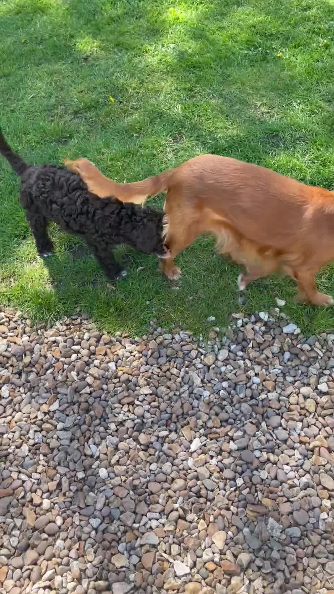 Cavapoo dogs for sale: F1 CHOCOLATE Cavapoo’s EXTENSIVELY H/T - Video 1