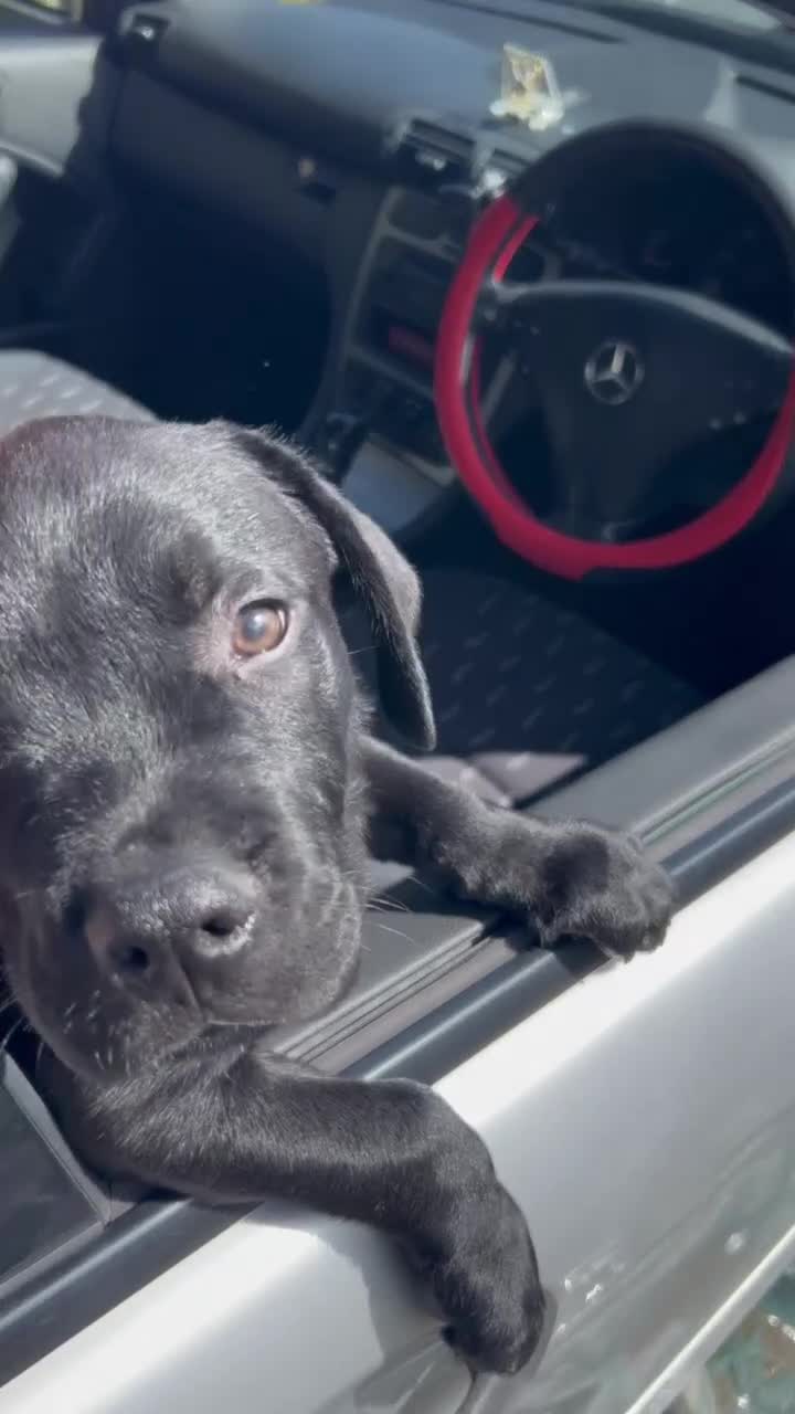 Mixed Breed dogs for sale: Presa canario rottweiler - Video 2