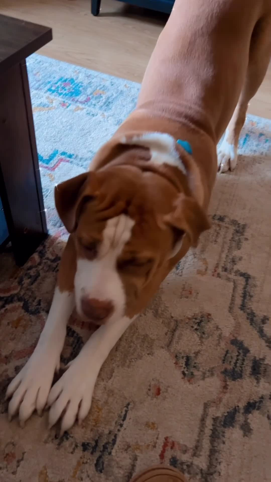 Mixed Breed dogs for sale: Rocky looking for new home  in Greenford - Video 1