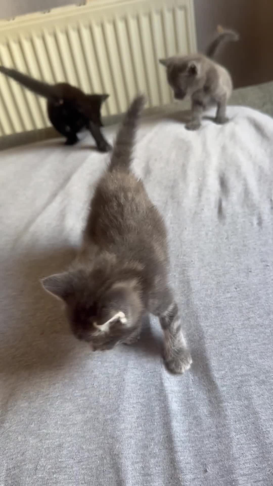 Domestic Shorthair cats for sale: 1 beautiful kittens  - Video 1
